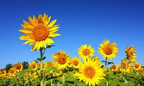 Nói lời cổ vũ (Bài đọc hiểu tiếng Việt lớp 4 - đề số 6)